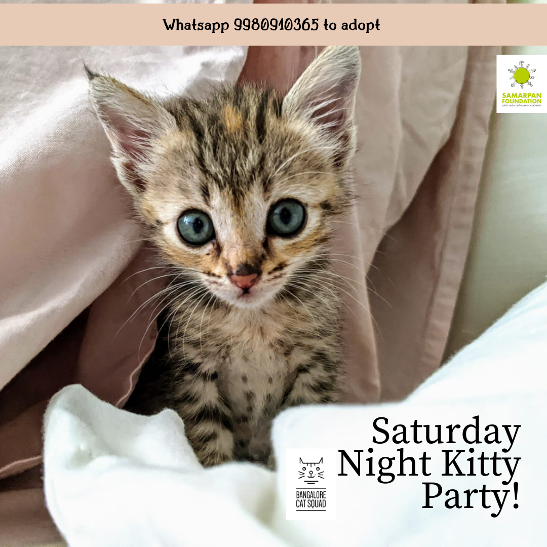 Adopt a kitten - Bangalore Cat Squad